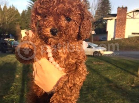 Toy Poodle Kırmızı Kahverengi Şampanya Safkan Orjinal