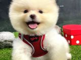 Teddy Bear Di̇şi̇ Pomerani̇an