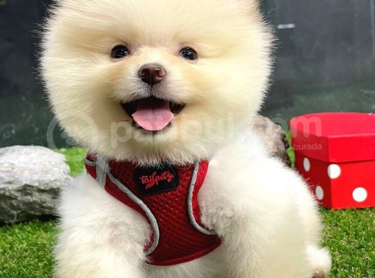 Teddy Bear Di̇şi̇ Pomerani̇an
