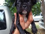 French Bulldog Yavrular