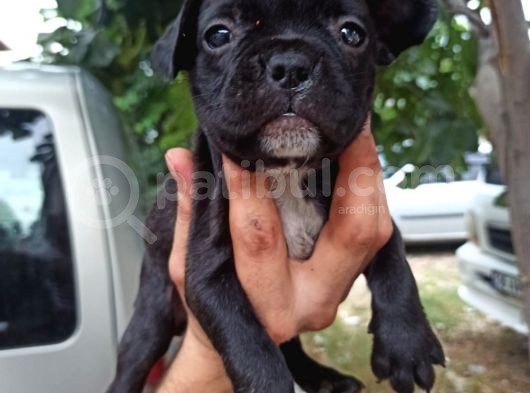 French Bulldog Yavrular görsel