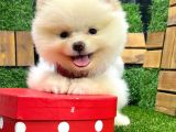 Teddy Bear Di̇şi̇ Pomerani̇an