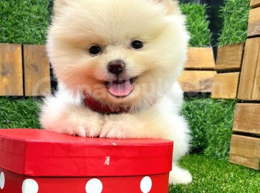 Teddy Bear Di̇şi̇ Pomerani̇an görsel