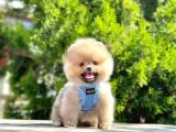 Safkan Pomeranian Boo Yavrularımız