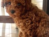 Toy Poodle Kırmızı Kahverengi Şampanya Safkan Orjinal
