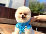 Krem Renginde Avuç Içi Kadar Pomeranian Boo Oğlumuz