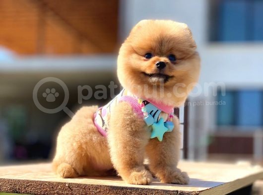 Kahve Tonlu Bebek Suratlı Pomeranian Boo Oğlumuz