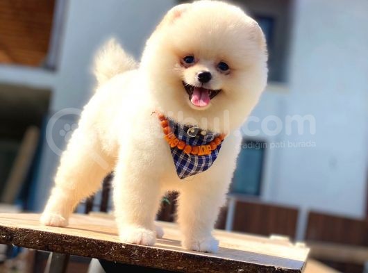 Havanızı Değiştirecek Pomeranian Boo Oğlumuz