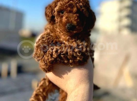 En Zeki Ikinci Irk, En Iyi Renk Tonlarında Toypoodle Yavrularımız görsel