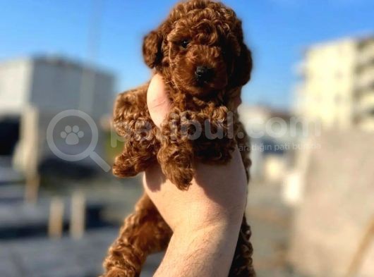 En Zeki Ikinci Irk, En Iyi Renk Tonlarında Toypoodle Yavrularımız görsel