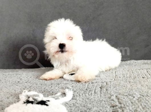 Maltesse Terri̇er görsel