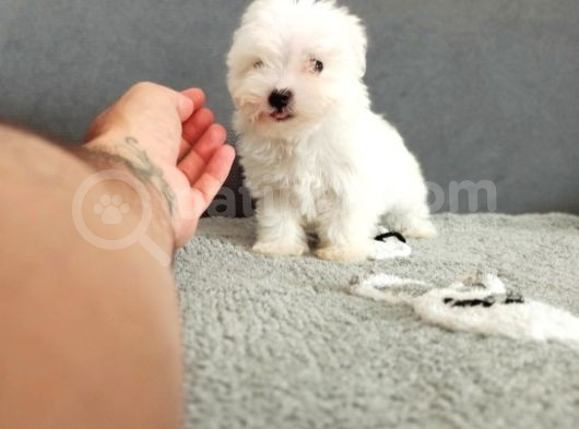 Maltesse Terri̇er görsel