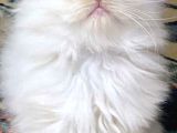 İran Chincilla Yavru Kedi