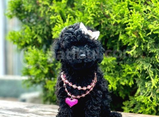 Nadir Renk Black Toy Poodle Yavrular görsel
