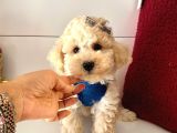 Dizayn Irk Sevimli Maltipoo Yavrular