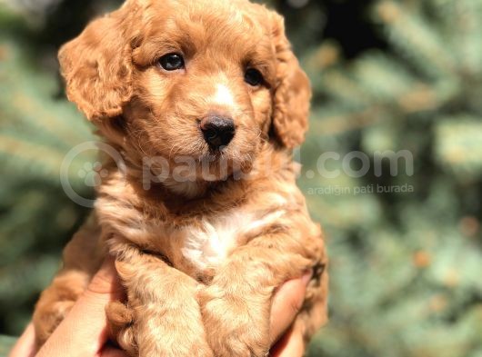 Poodle Görselinde Maltıpoo Yavrumuz görsel
