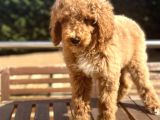 Labradoodle Medium Ve Dev Boy Amerikan Gen