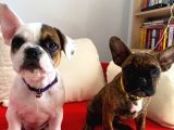 En Sevimli French Bulldog Yavruları