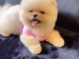 Ayı Surat Teddy Bear Pomeranian Boo Ayı Surat