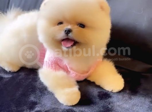 Ayı Surat Teddy Bear Pomeranian Boo Ayı Surat görsel