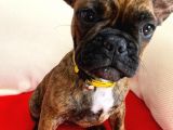 En Sevimli French Bulldog Yavruları