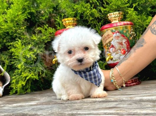 Mini Boy Maltese Sıfır Numara Yavrular