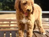 Labradoodle Medium Ve Dev Boy Amerikan Gen