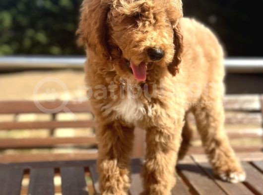Labradoodle Medium Ve Dev Boy Amerikan Gen görsel
