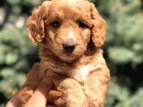 Poodle Görselinde Maltıpoo Yavrumuz