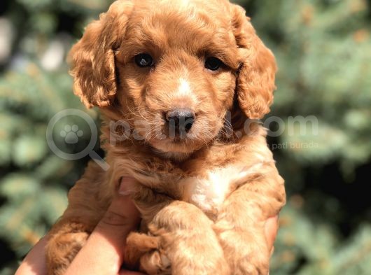 Poodle Görselinde Maltıpoo Yavrumuz görsel