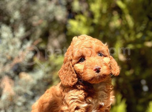 Red Toy Poodle Yavrumuz görsel