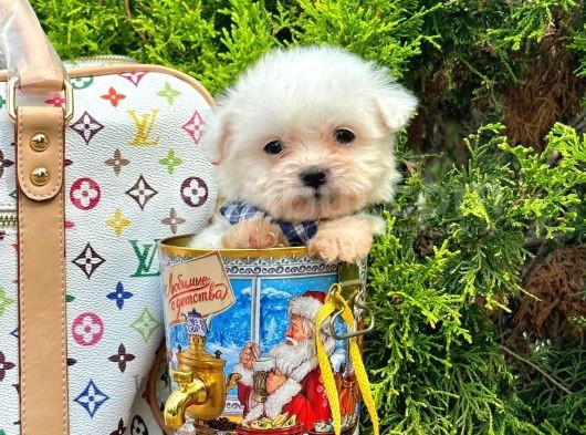 Mini Boy Maltese Sıfır Numara Yavrular görsel