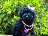 Nadir Renk Black Toy Poodle Yavrular