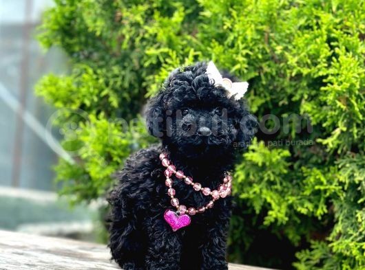Nadir Renk Black Toy Poodle Yavrular