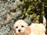 Babyface Maltıpoo