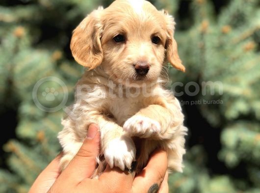 Latte Renk Maltıpoo görsel