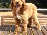Labradoodle Medium Ve Dev Boy Amerikan Gen