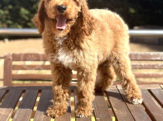 Labradoodle Medium Ve Dev Boy Amerikan Gen