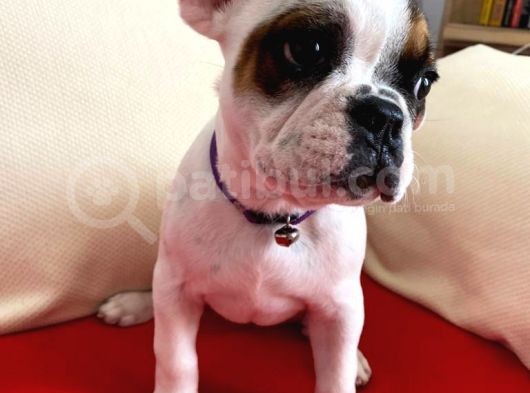 En Sevimli French Bulldog Yavruları görsel