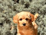 Orjinal Maltıpoo