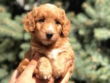 Poodle Görselinde Maltıpoo Yavrumuz