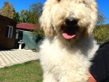 Dev Poodle Bebeklerimiz Hypoallerjenik Tüy Dökmeyen