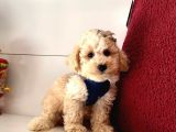 Dizayn Irk Sevimli Maltipoo Yavrular
