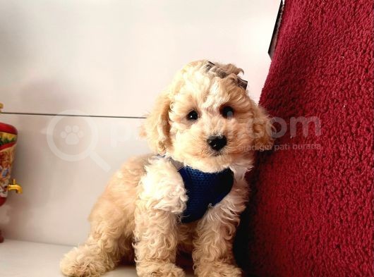 Dizayn Irk Sevimli Maltipoo Yavrular görsel