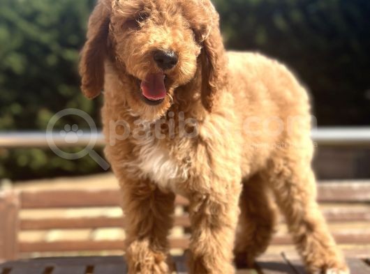 Labradoodle Medium Ve Dev Boy Amerikan Gen görsel
