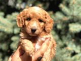 Poodle Görselinde Maltıpoo Yavrumuz