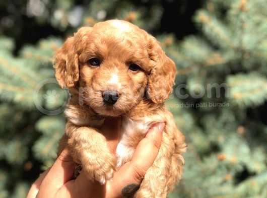 Poodle Görselinde Maltıpoo Yavrumuz