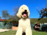 Dev Poodle Bebeklerimiz Hypoallerjenik Tüy Dökmeyen