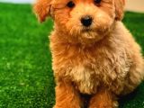 A kalite Poodle ayarında Maltipoo Yavrularimiz