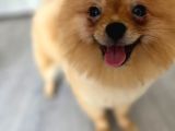 1 Yaşında, Dünya Tatlısı a Kalite Pomeranian Boo Yavrumuz